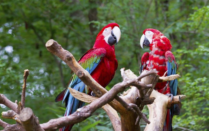 Papageien in Costa Rica