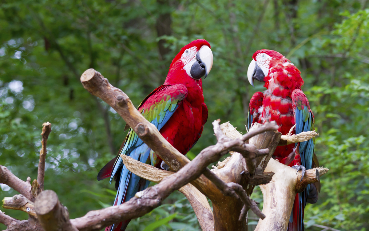 Papageien in Costa Rica