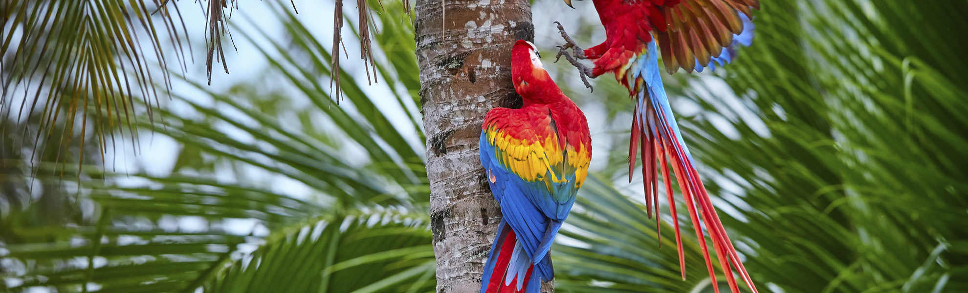 Papageien Aras Macao, Costa Rica