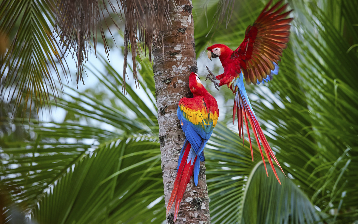 Papageien Aras Macao, Costa Rica