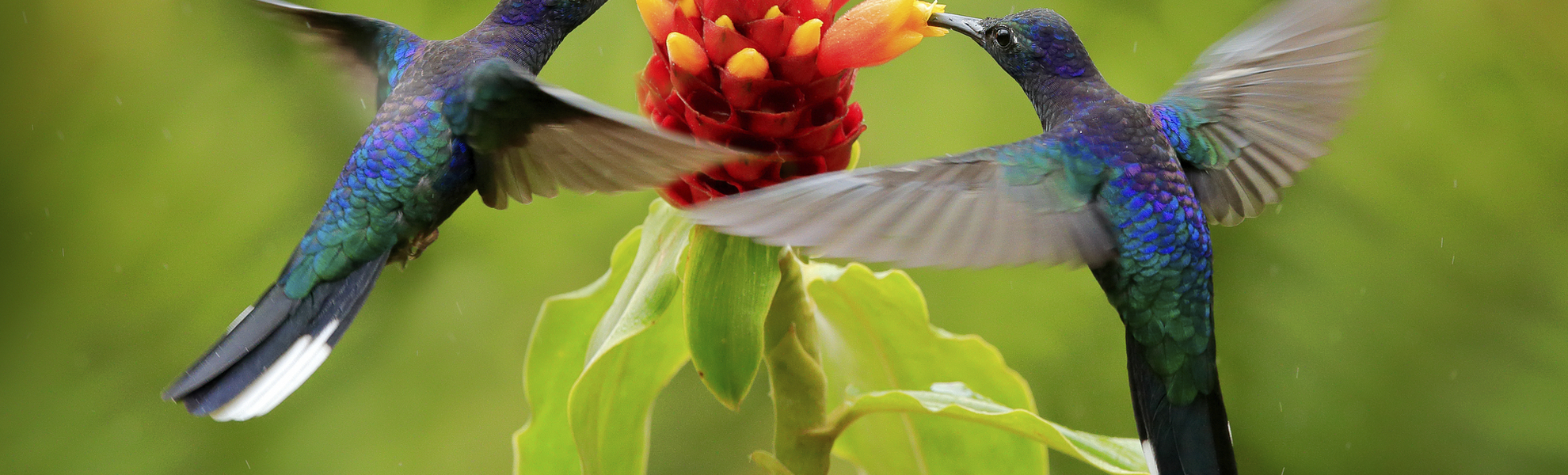 Kolibris, Costa Rica