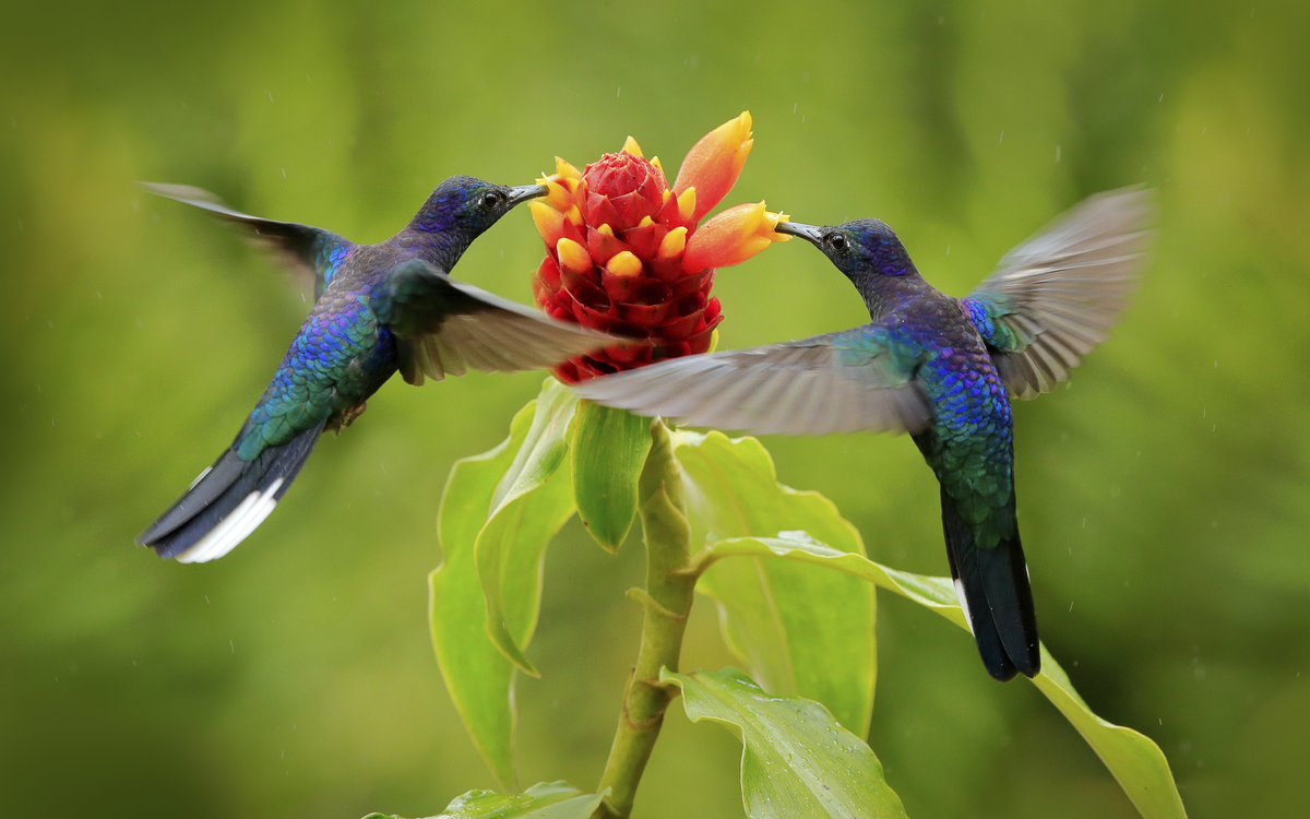 Kolibris, Costa Rica
