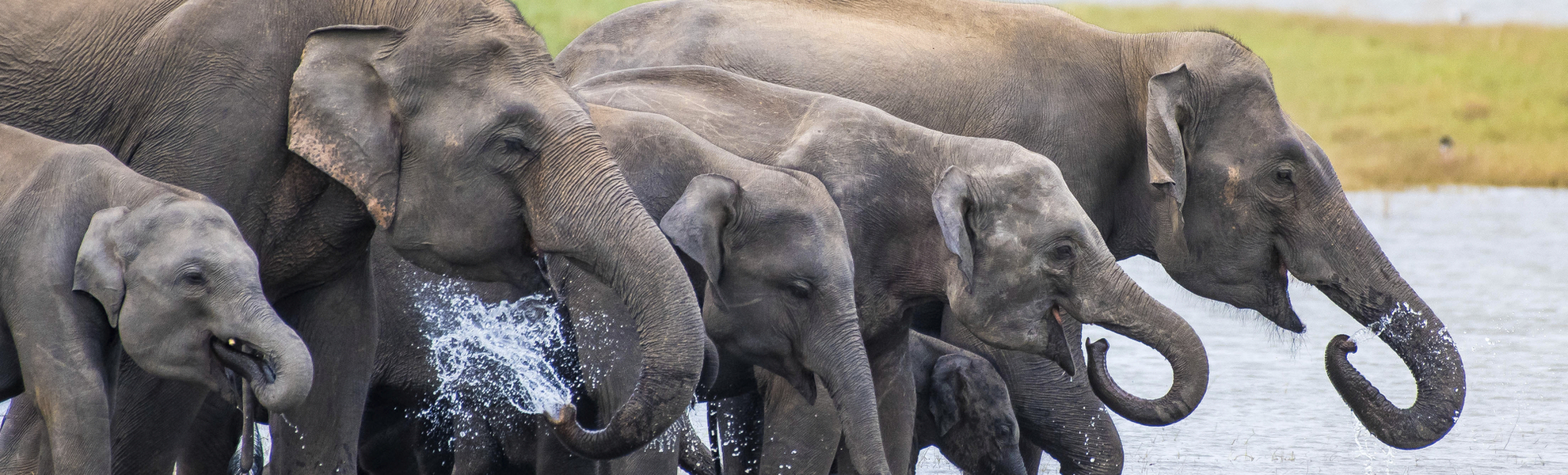 Kaudulla Nationalpark in Trincomalee, Sri Lanka