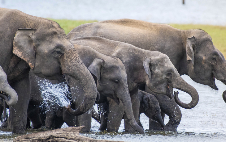Kaudulla Nationalpark in Trincomalee, Sri Lanka