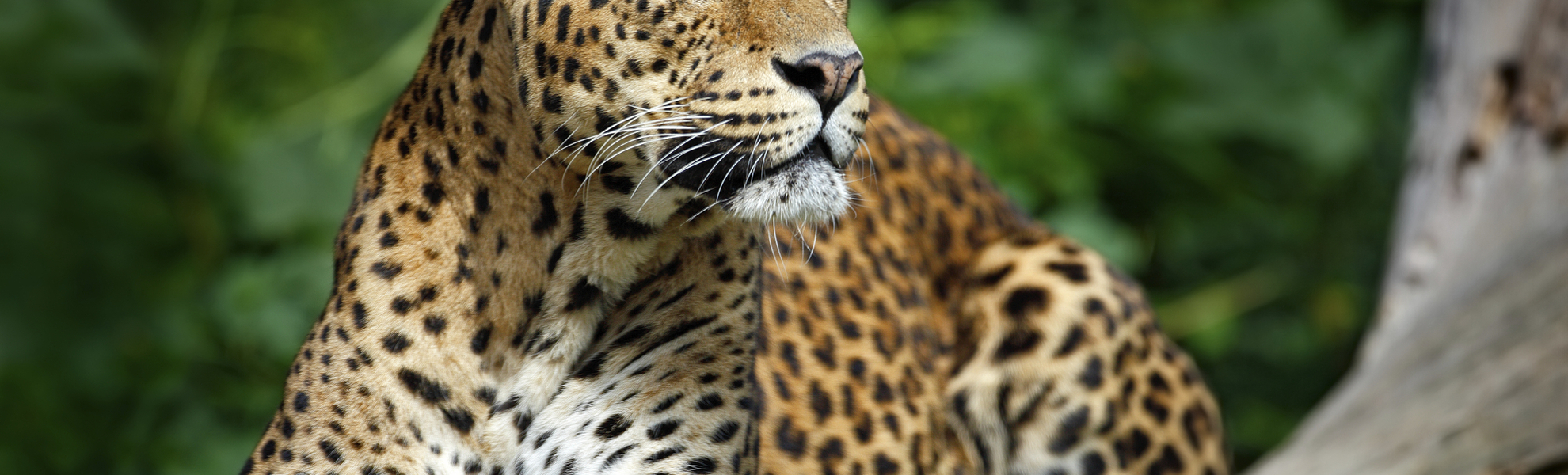 Leopard im Yala Nationalpark, Sri Lanka