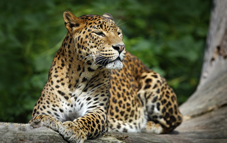 Leopard im Yala Nationalpark, Sri Lanka