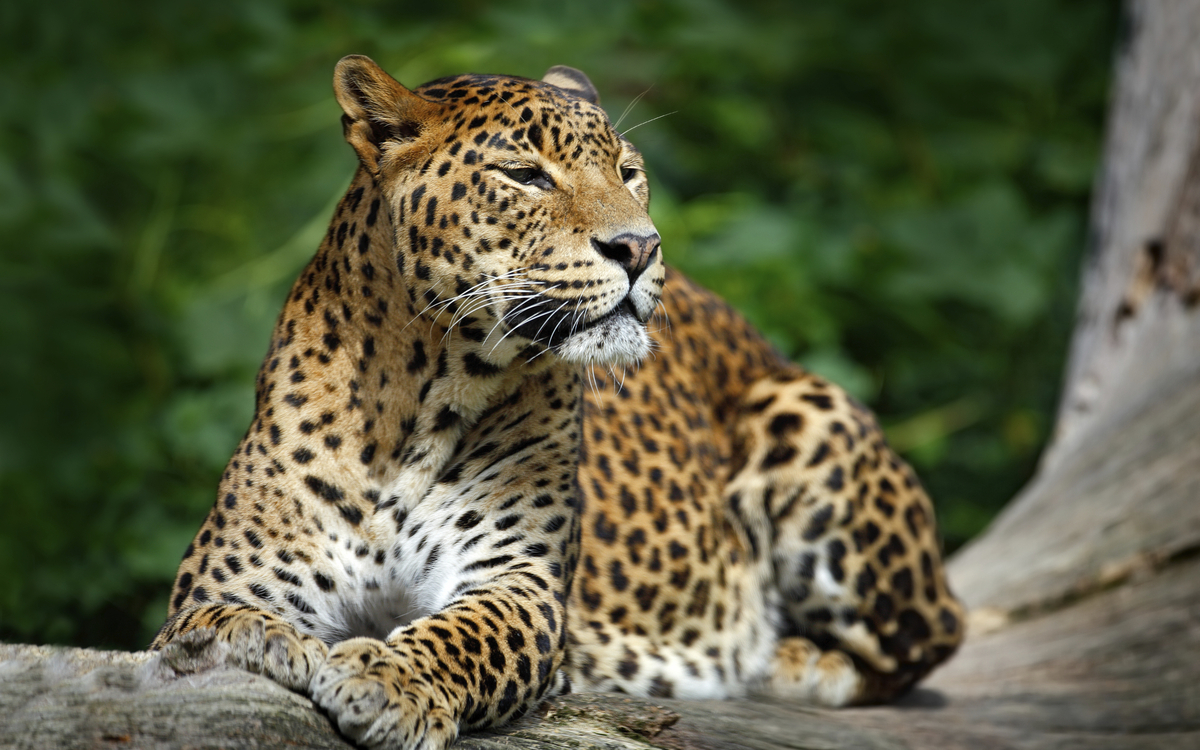 Leopard im Yala Nationalpark, Sri Lanka