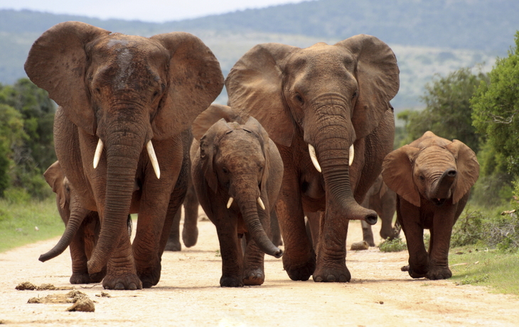 Elefanten im Etosha-Nationalpark, Namibia