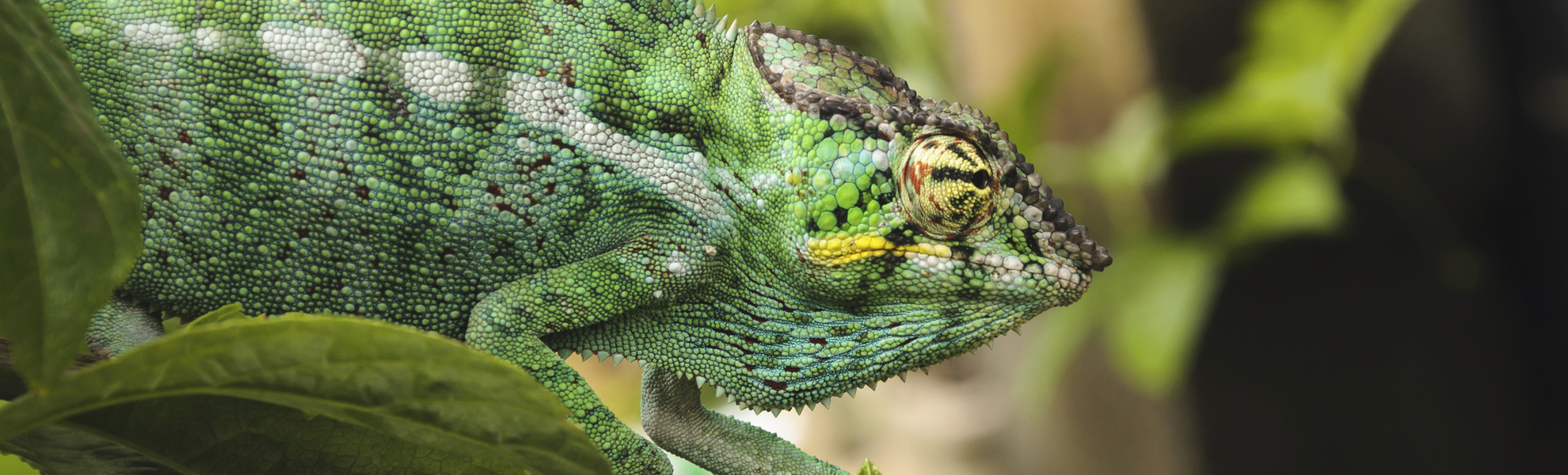 Pantherchameleon auf einem Ast auf La Reunion
