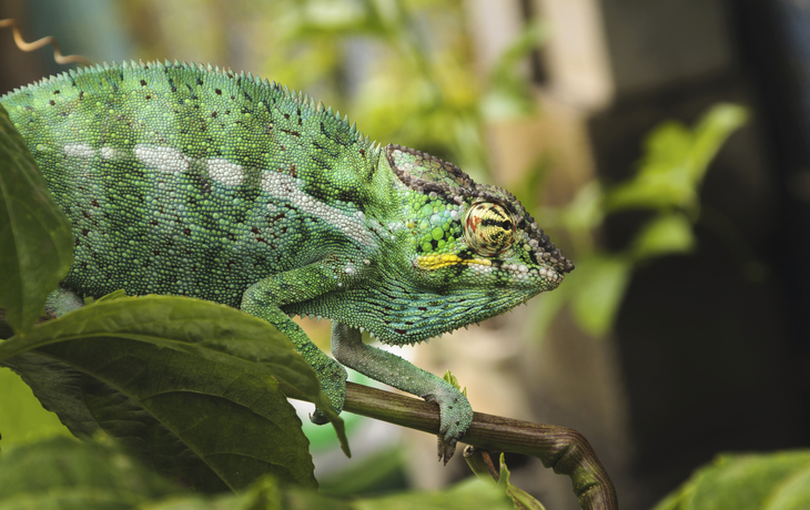 Pantherchameleon auf einem Ast auf La Reunion