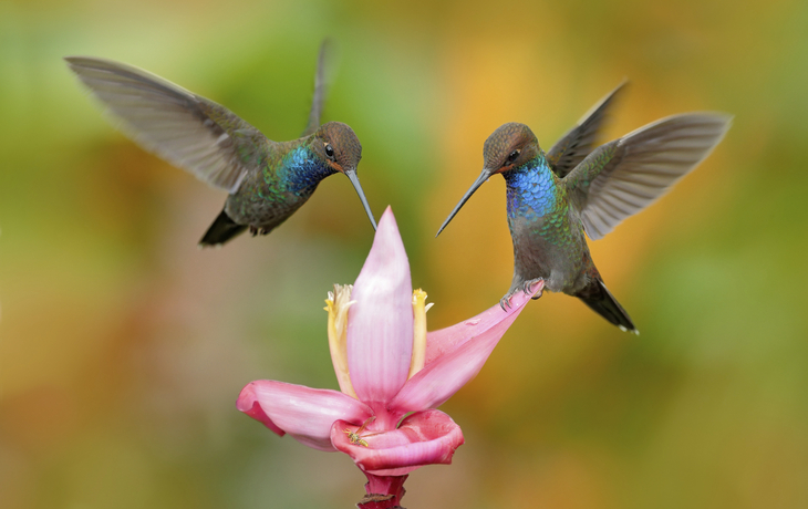 Kolibris an pinker Blume, Kolumbien