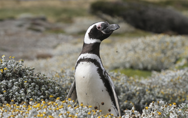 Pinguin auf der Isla Magdalena, Chile