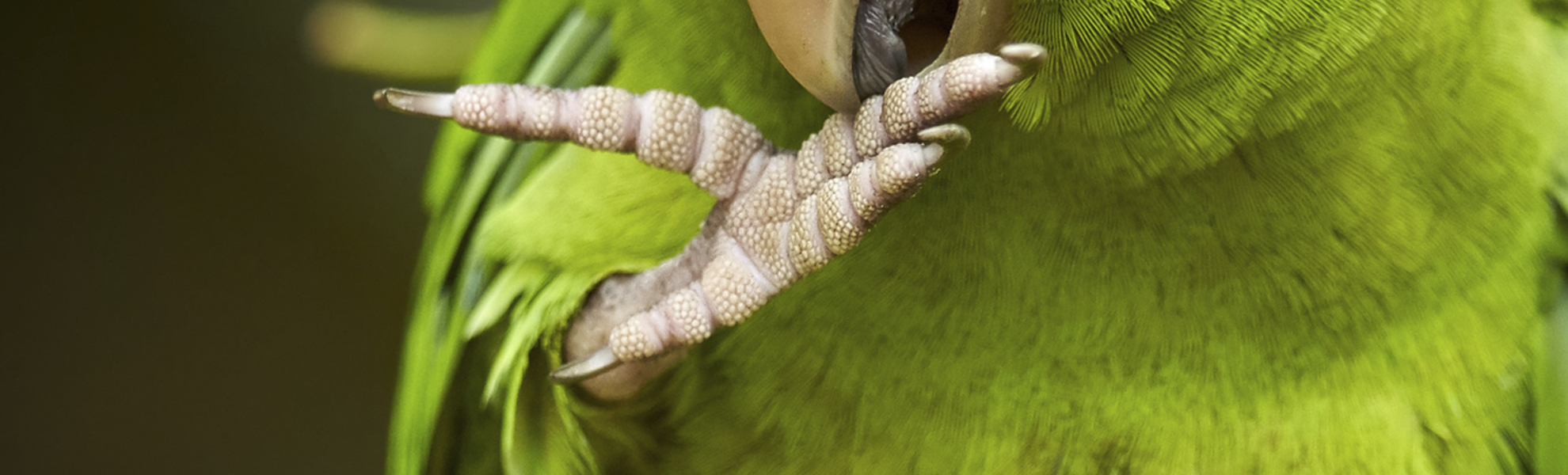 Tayrona Nationalpark in Santa Marta, Kolumbien