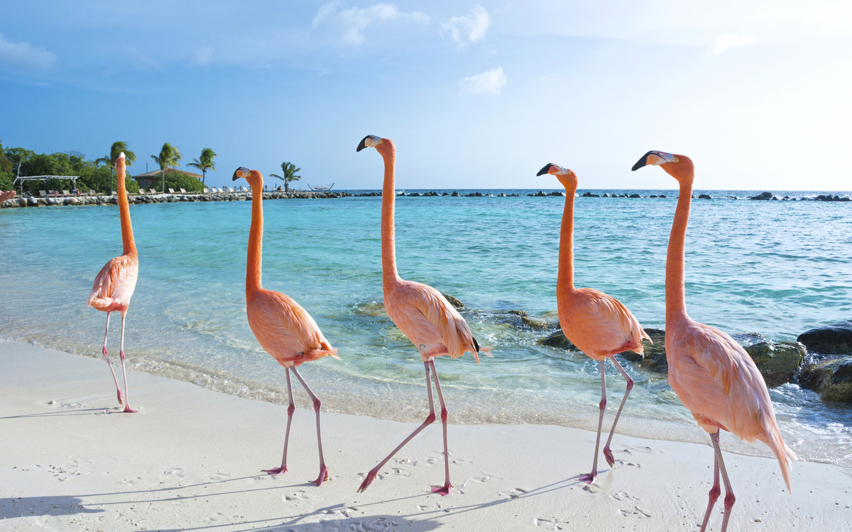 Flamingos an den Karibischen Traumstränden auf Aruba
