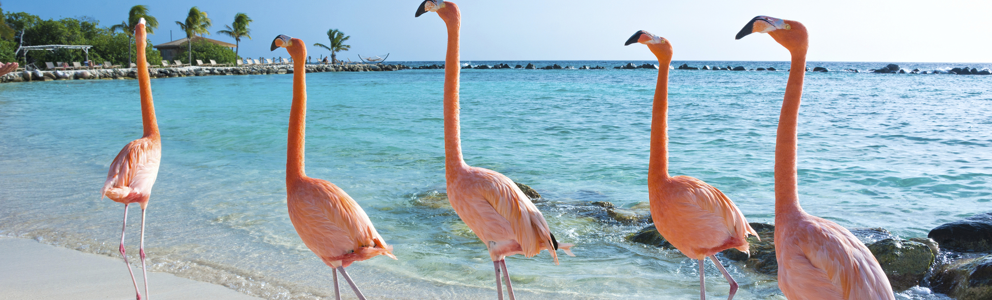 Flamingos an den Karibischen Traumstränden auf Aruba