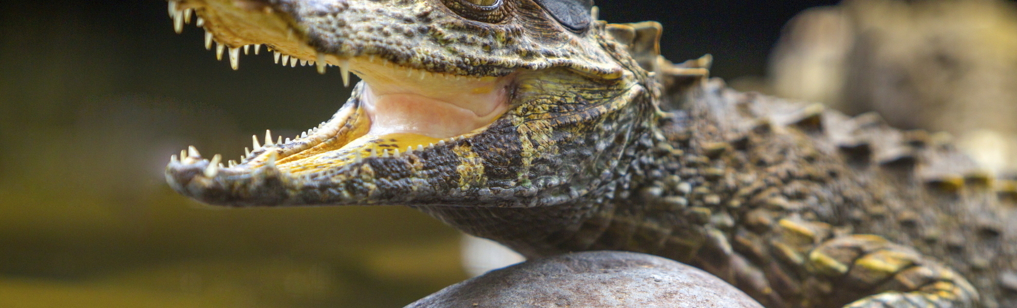 Kaiman im Wasser
