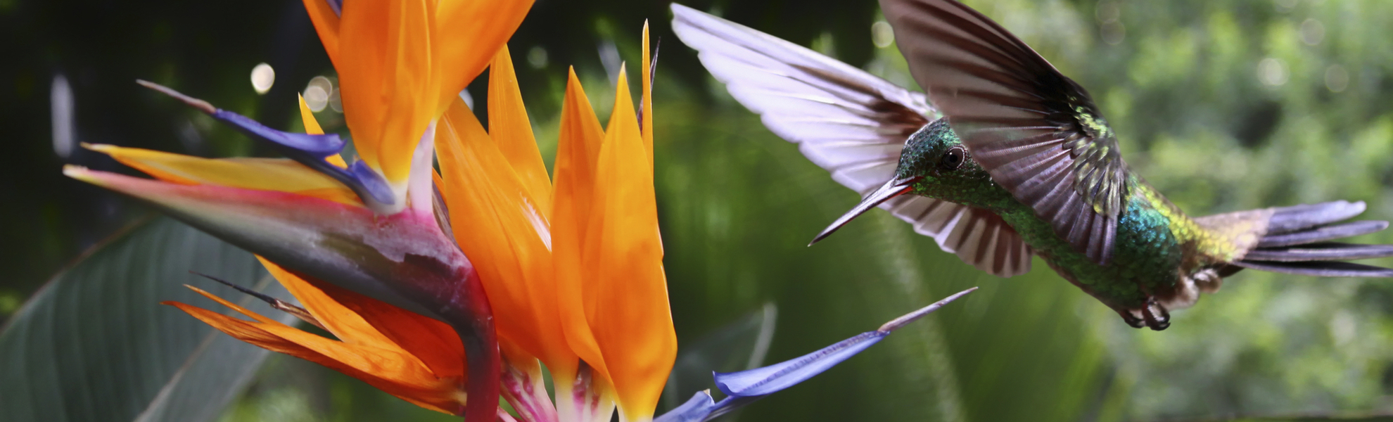 Kolibri fliegt auf eine Strelizie zu