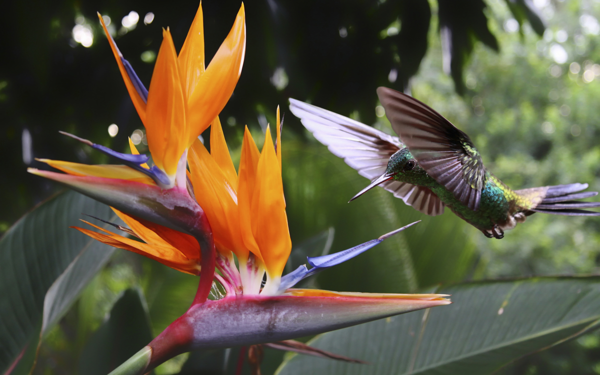 Kolibri fliegt auf eine Strelizie zu