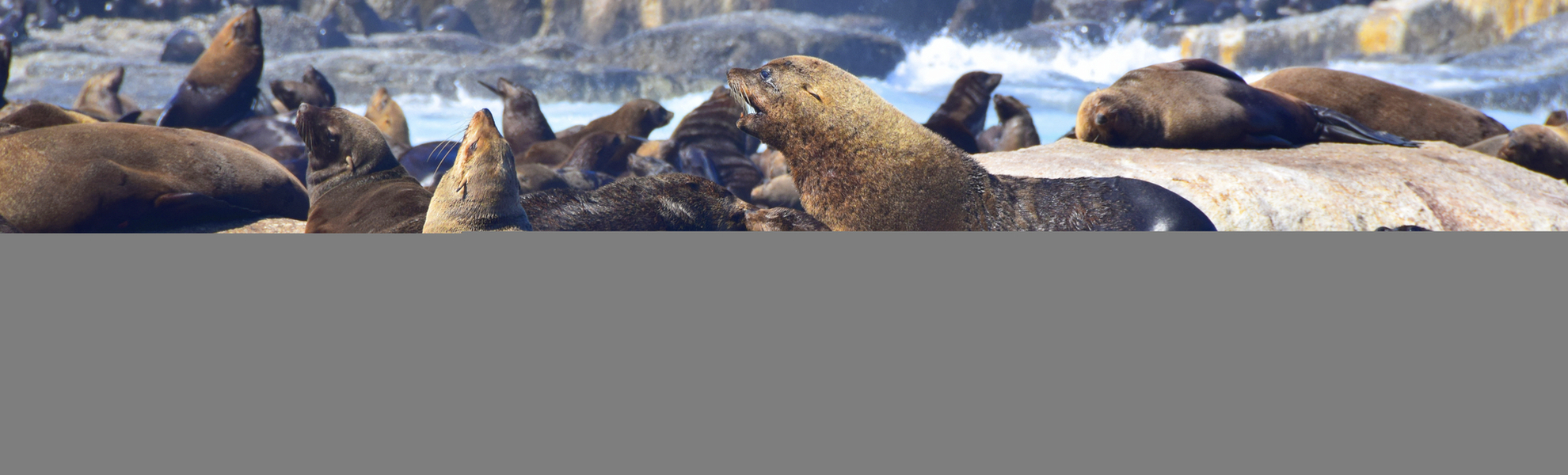 Robben sonnen sich auf Steinfelsen