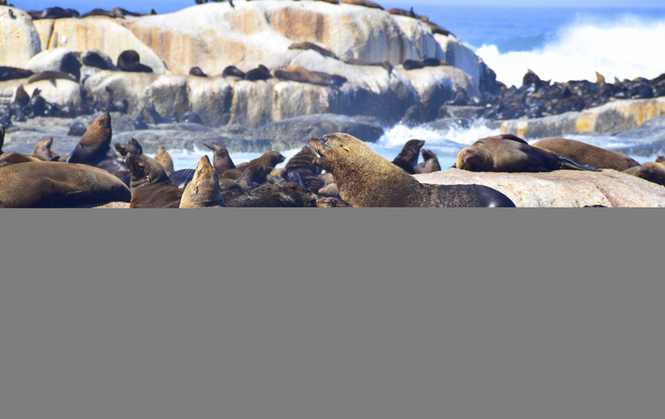 Robben sonnen sich auf Steinfelsen