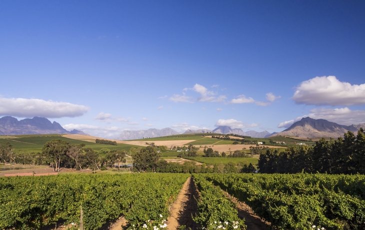 Weinanbau in Stellenbosch, Südafrika