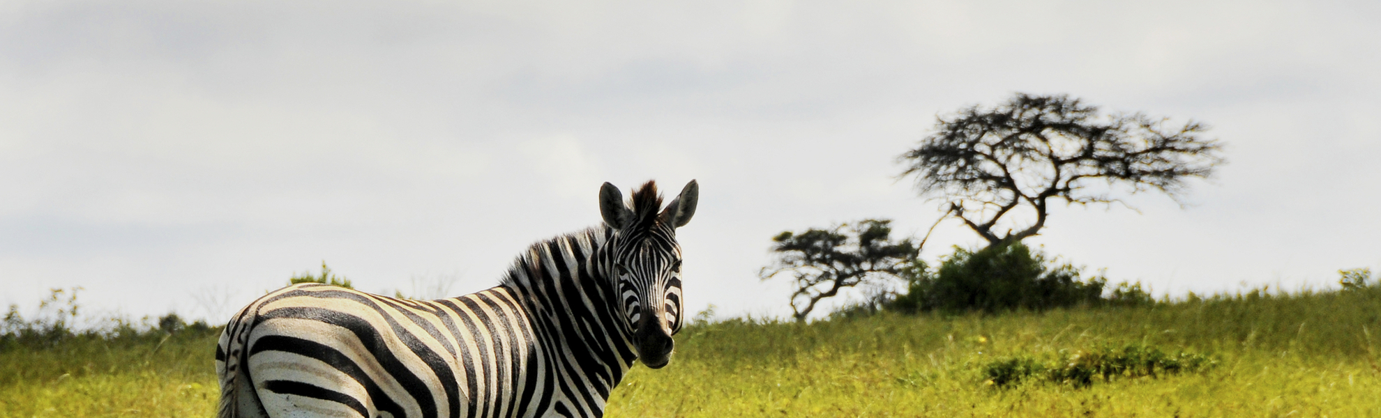 Zebra in freier Wildbahn