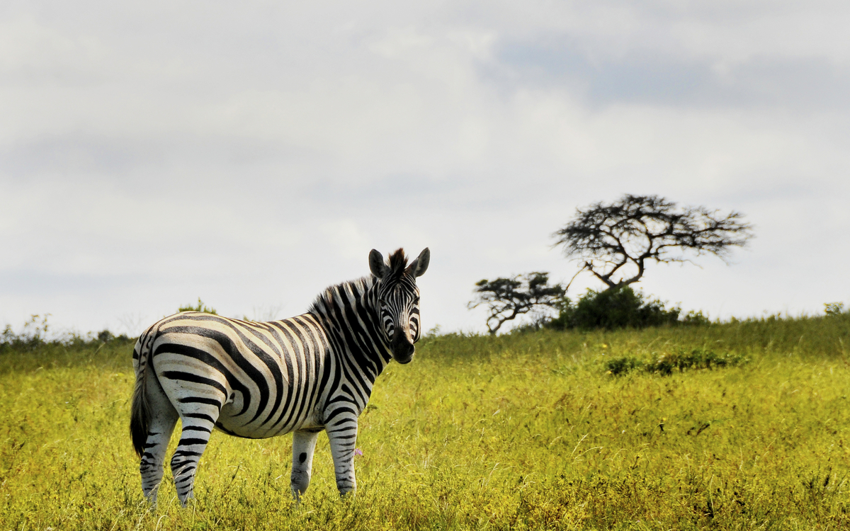 Zebra in freier Wildbahn