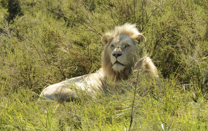 Löwe in Südafrika
