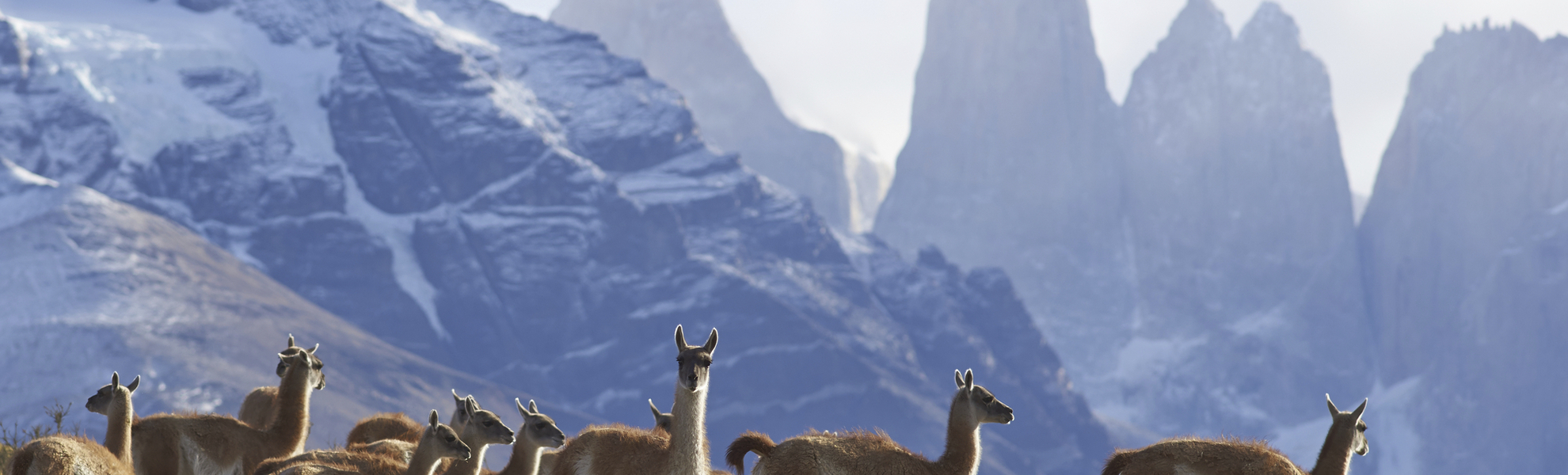 Lamas im Magallanes Nationalpark, Chile