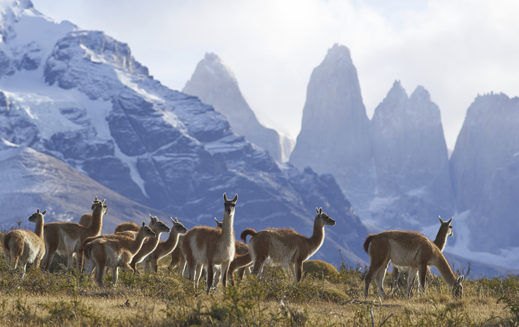Lamas im Magallanes Nationalpark, Chile