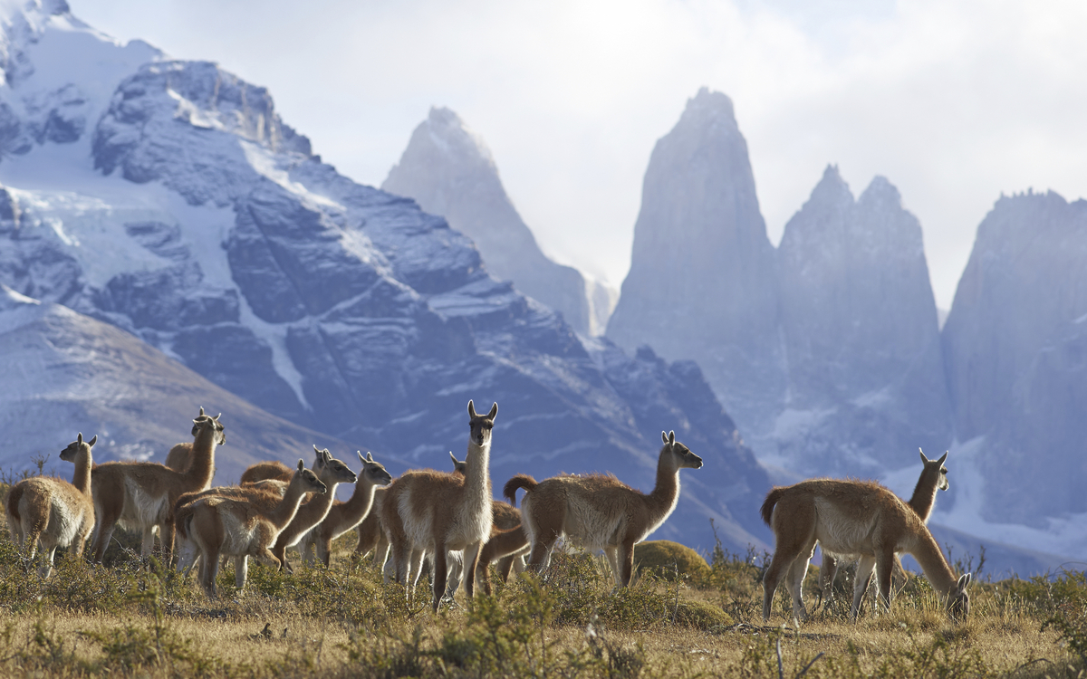 Lamas im Magallanes Nationalpark, Chile