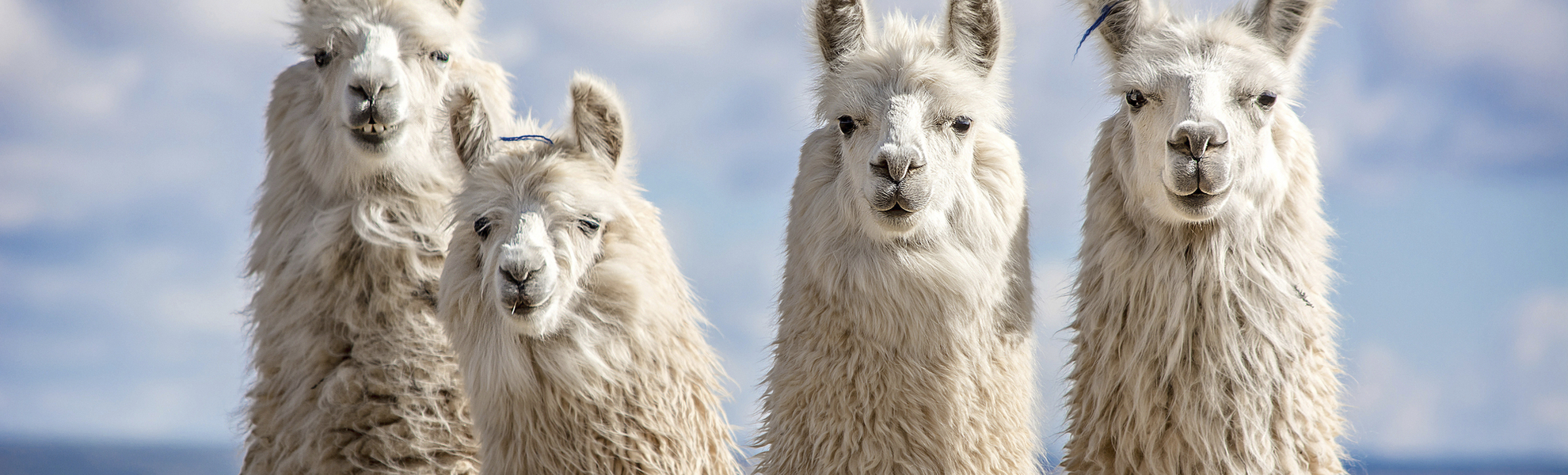 Alpacas in Peru