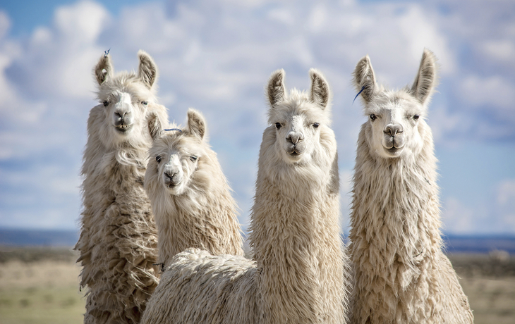 Alpacas in Peru
