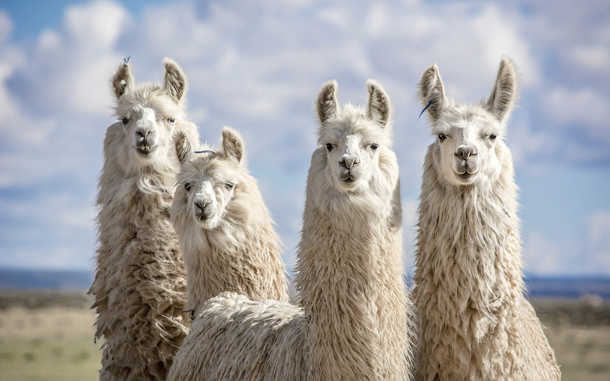 Alpacas in Peru