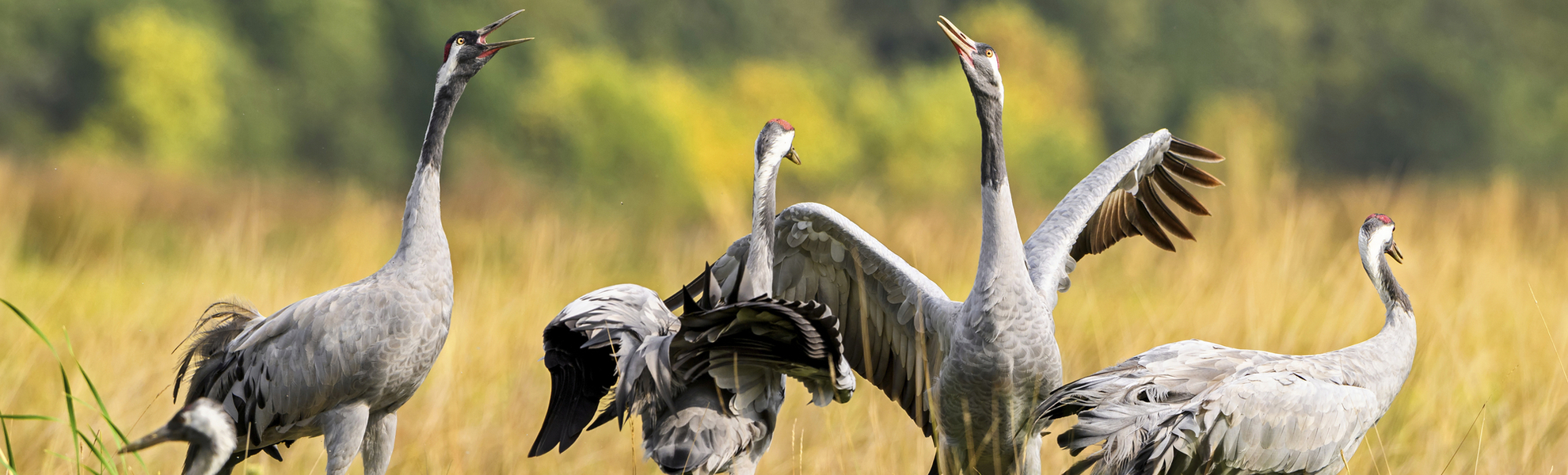 Comorane in der Natur