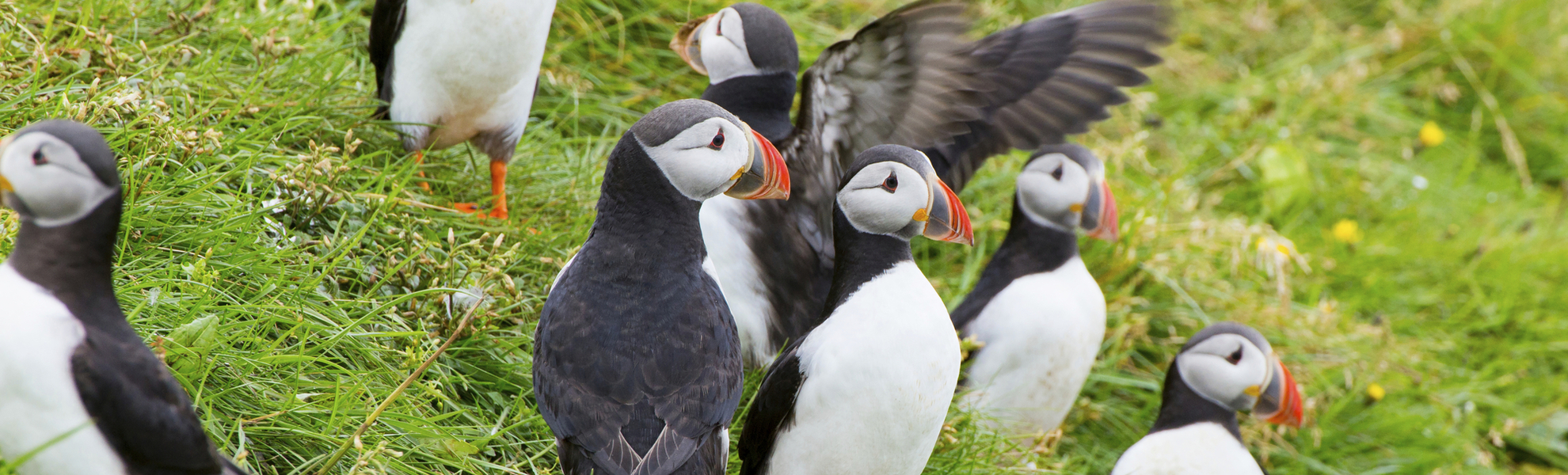 Papageientaucher, Island