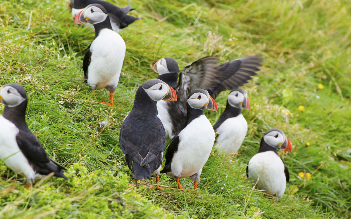 Papageientaucher, Island