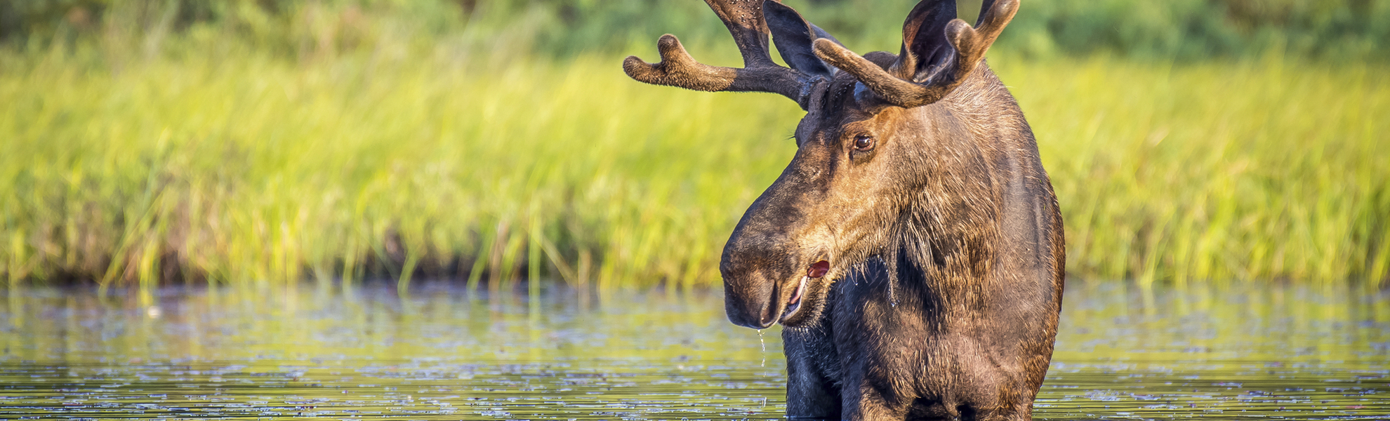 Elch in der Natur in Kanada