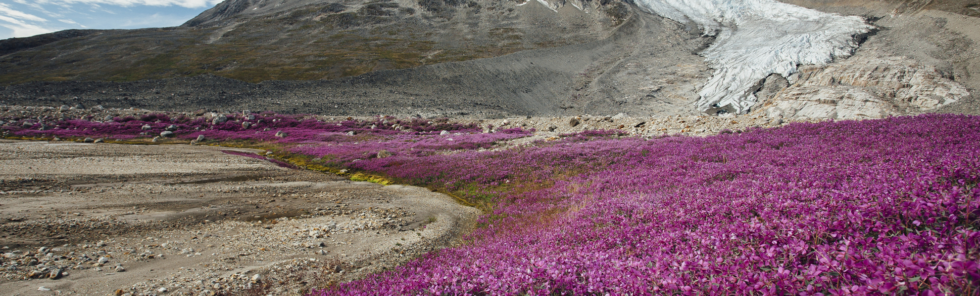 Arktisches Weidenroeschen, Groenland