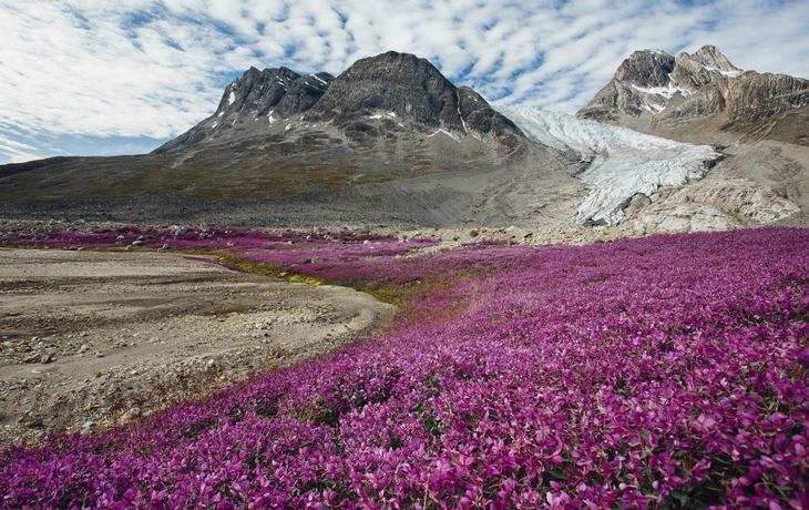 Arktisches Weidenroeschen, Groenland