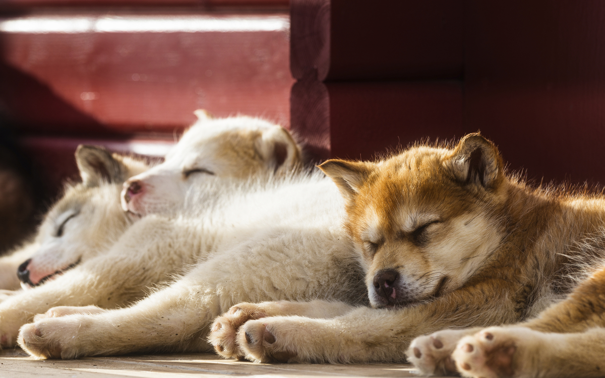 Hunde in Grönland