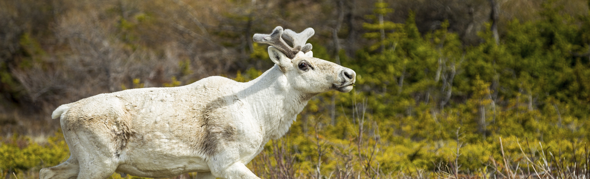 Rentier in der Natur in Kanada