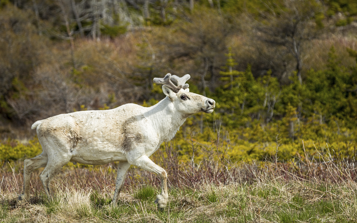 Rentier in der Natur in Kanada