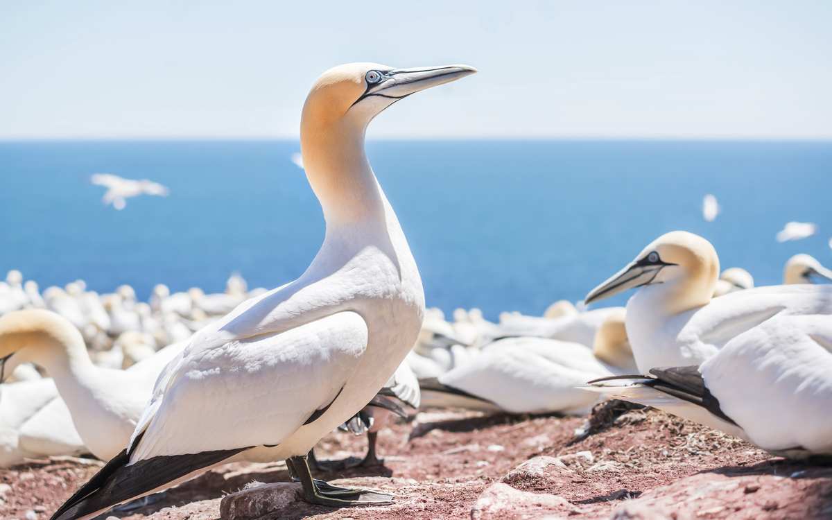 Tölpel Schwarm an der Küste von Kanada