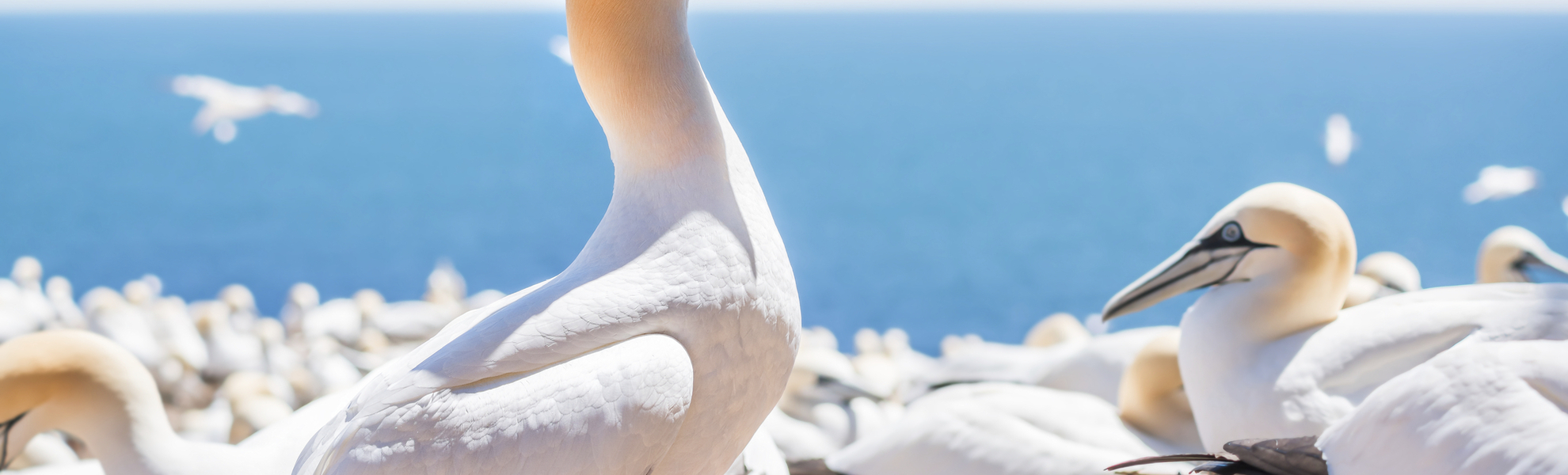 Tölpel Schwarm an der Küste von Kanada