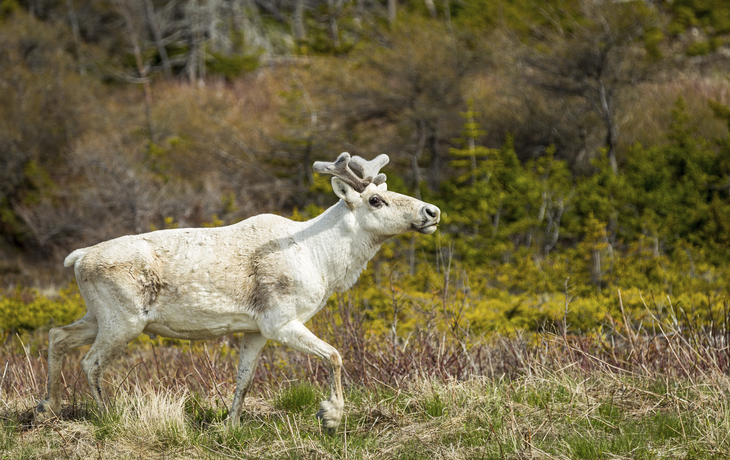 Rentier in der Natur in Kanada
