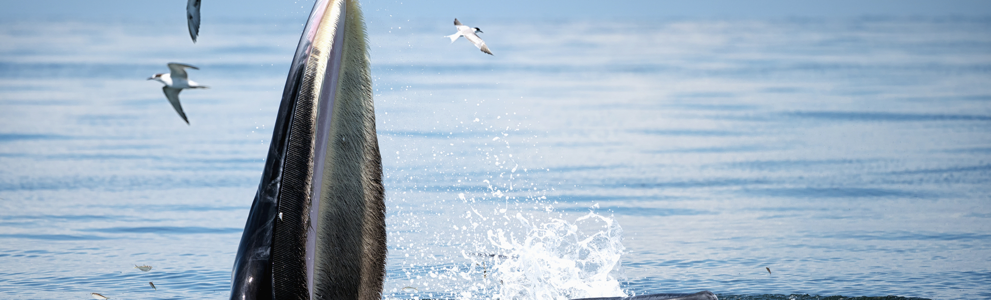 Buckelwal in seinem natürlichen Lebensraum