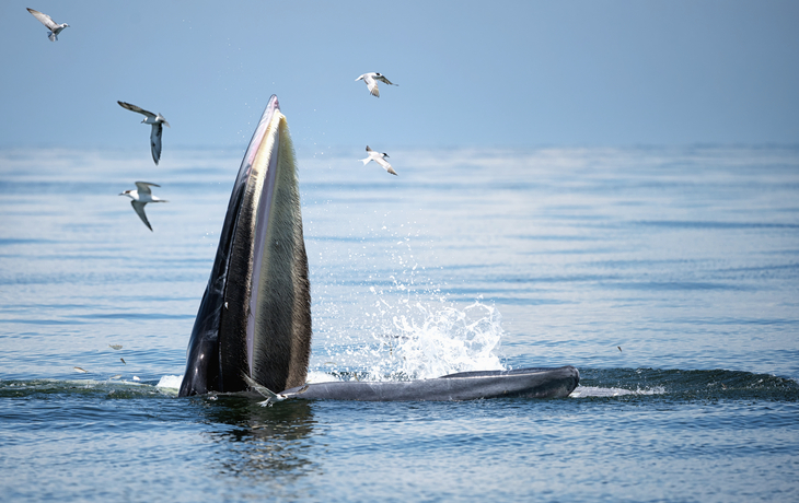 Buckelwal in seinem natürlichen Lebensraum