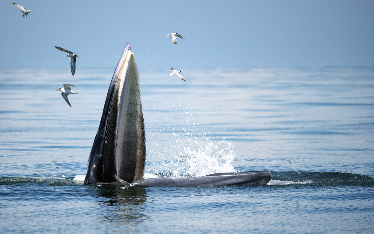 Buckelwal in seinem natürlichen Lebensraum