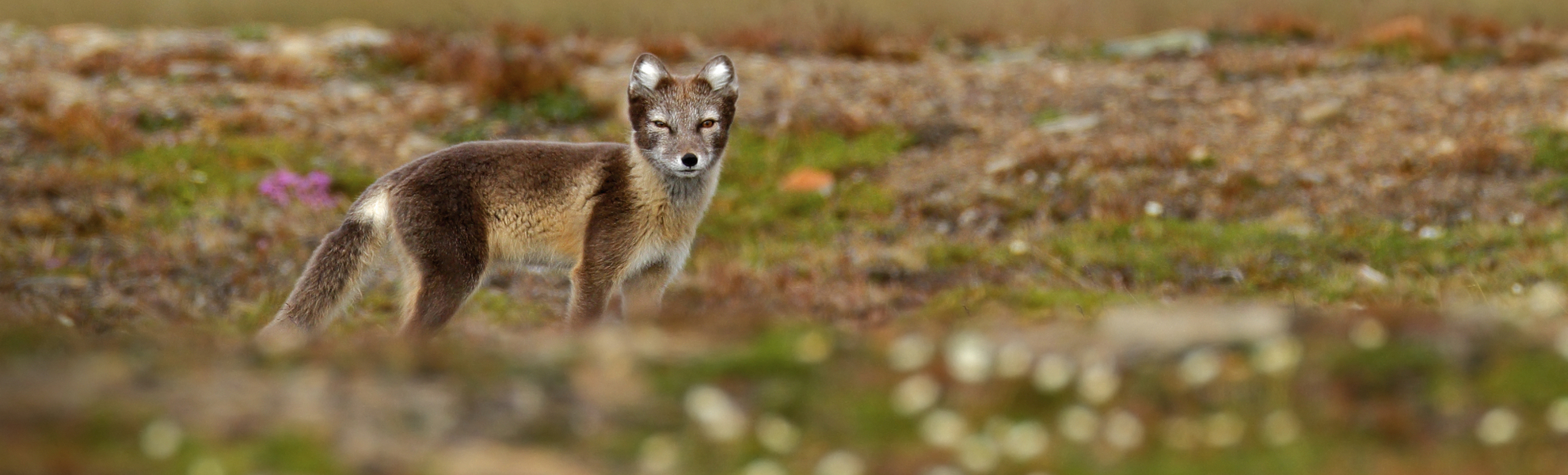 Polarfuchs in Norwegen